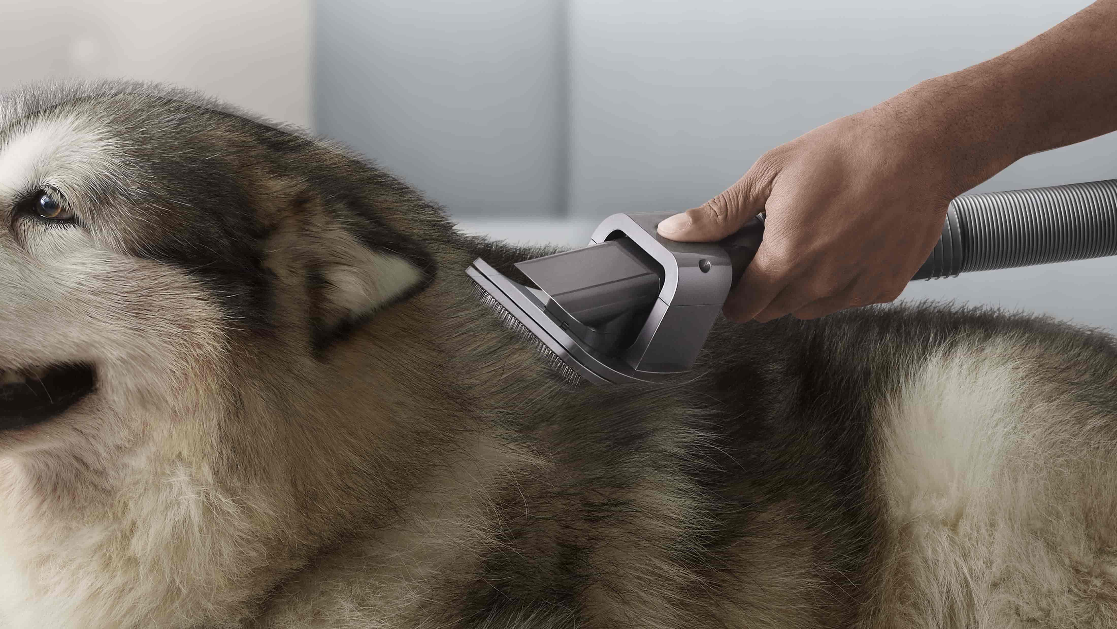 다이슨 펫 그루밍 툴.jpg