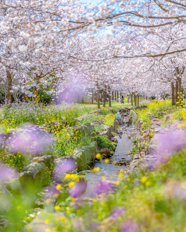 캐논 카메라로 촬영한 봄꽃 01 (1).jpg