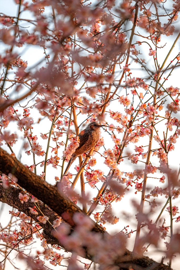 캐논 카메라로 촬영한 봄꽃 01 (3).jpg