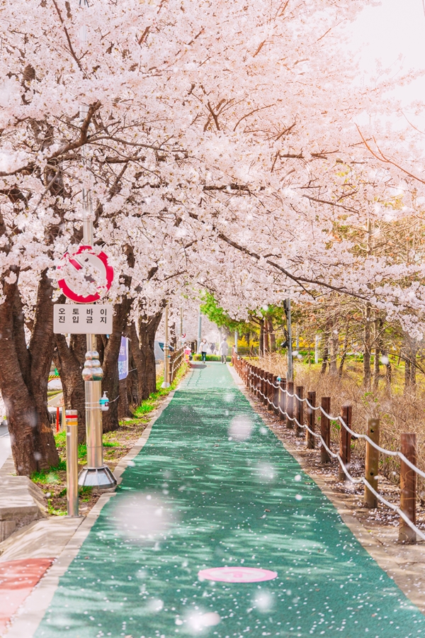 캐논 카메라로 촬영한 봄꽃 01 (2).jpg