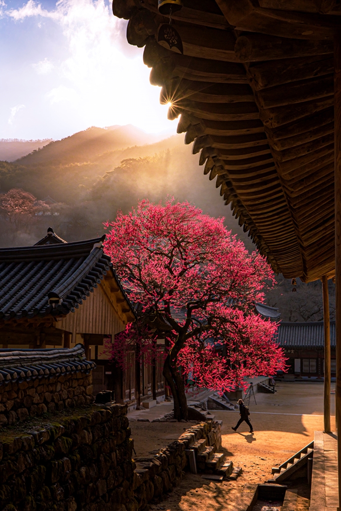 캐논 카메라로 촬영한 봄꽃 01 (4).jpg