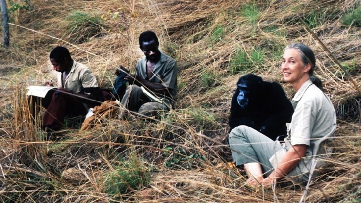 제인 구달 박사와 직원들이 탄자니아 곰베 국립공원에서 고블린을 관찰하고 있다.jpg